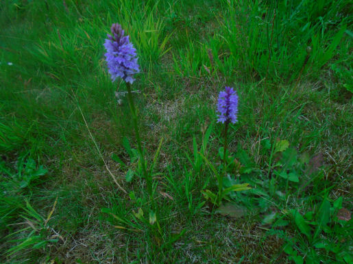 Flowers in Helix Park